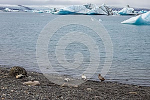 Jokulsarlon lake in Iceland