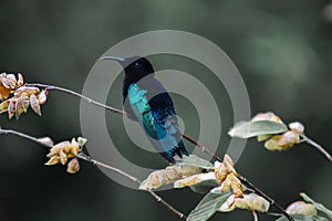 Jolie colibri photo
