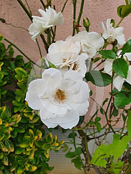Jolie fleurs blanche photo