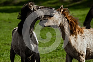 Jolly games of tarpan foals. Cute little horses jumping up head up in nature reserve