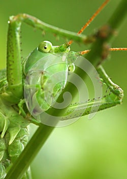 Jolly grasshopper photo