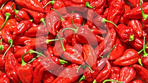 Jolokia peppers