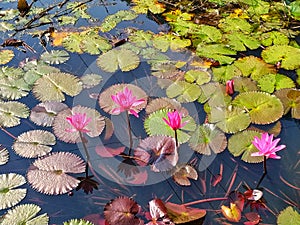 Jolpoddo Water Lily