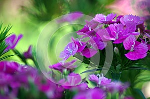 Jolt Pink Magic Flower. The background dissolves from leaves and flowers.