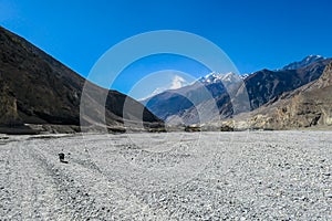 Jomsom - Wandering dog