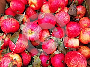 Jonathan apples in the box