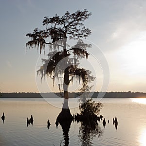Jones Lake Cypress Tree Taxodium distichum NC USA photo