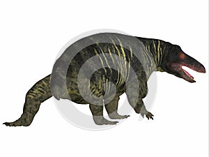 Jonkeria Dinosaur Tail