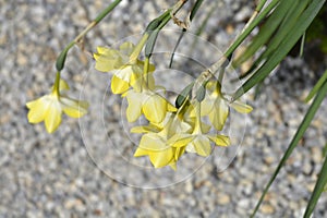 Jonquil daffodil Pipit