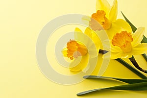 Jonquil flower