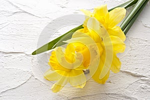 Jonquil flower