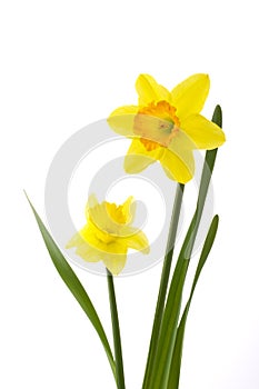 Jonquil flower