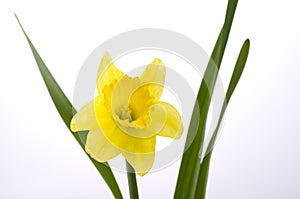 Jonquil flower