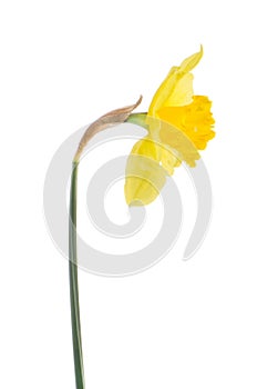 Jonquil flower