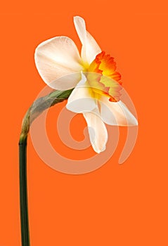 Jonquil flower