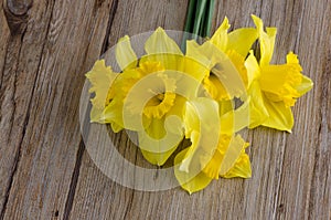 Jonquil flowers