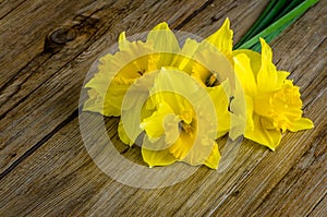 Jonquil flowers