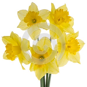 Jonquil flowers