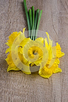 Jonquil flowers