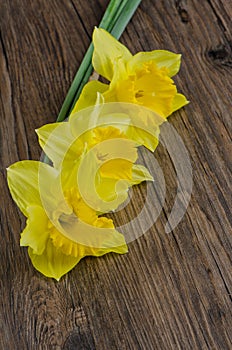 Jonquil flowers