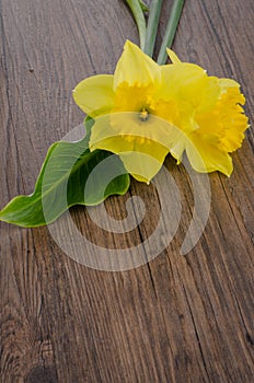 Jonquil flowers