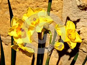 Jonquil Flowers