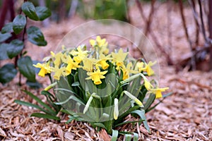 Jonquil, Narcissus jonquilla