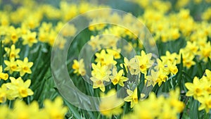 Jonquil, Narcissus jonquilla