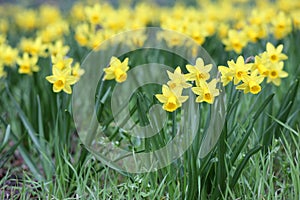 Jonquil, Narcissus jonquilla