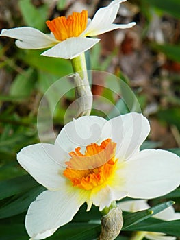 Jonquil or Narcissus spring perennial naturalizer plant