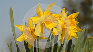 Jonquil or Rush daffodil flowers. Narcissus jonquilla