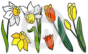 Jonquil and tulip on white isolated backdrop stock vector illustration