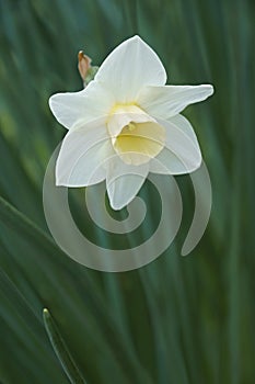 Jonquilla daffodil flower