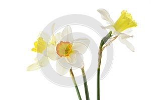 Jonquils