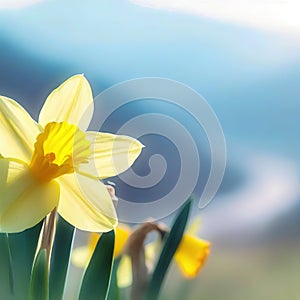 Jonquils bask in the golden rays, radiating warmth and joy