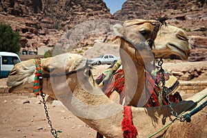 Jordan: Camel Buddies