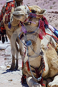 Jordan. Camels rest while waiting for tourists. Ancient rock-cut city of Petra. Petra is capital of Nabataean kingdom