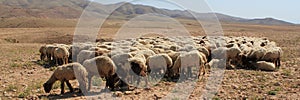 Jordan countryside sheep herd