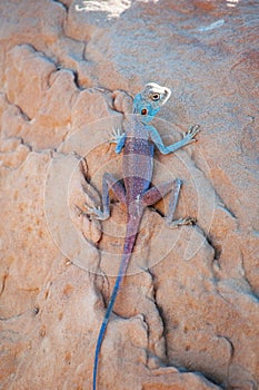 Jordan, Middle East, lizard, desert, animal