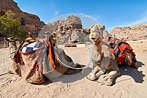 Jordan. Petra archaeological site. Camels for tourists ride