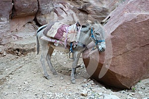 Jordan Travel, Petra, Donkey, Burro