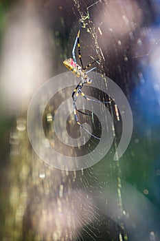 Joro Spider Builds Giant Web In Georgia Backyard