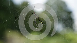 Joro Spider (Trichonephila Clavata) on the Web