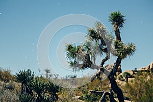 Joshua tree