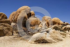 Joshua Tree