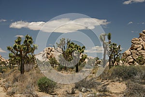 Joshua Tree