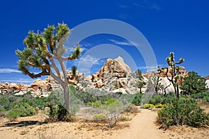 Joshua tree