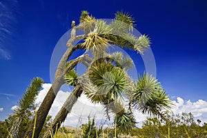 Joshua tree