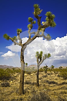 Joshua tree