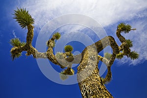 Joshua tree